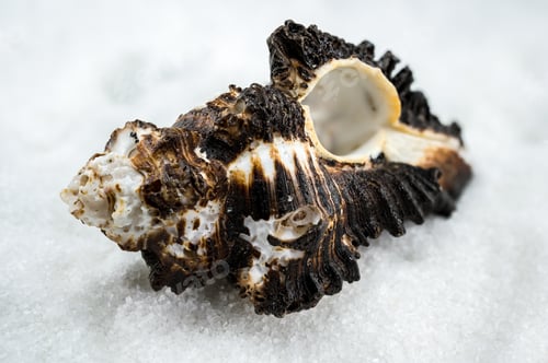 Preview: Spiny Murex Shell on a white Sand