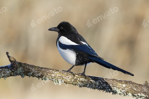 Preview: Common magpie sitting on a branch with a blurred background