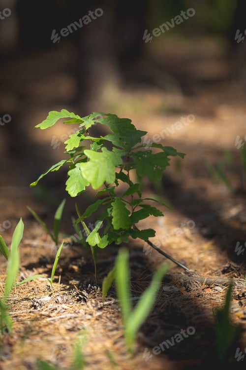 Preview: Spring in the forest