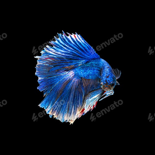 Preview: Movement beautiful of colorful siamese betta fish or half moon betta