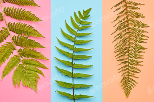 Preview: Fashion Tropical Leaf.Minimal Art.Fern Leaf.Summer