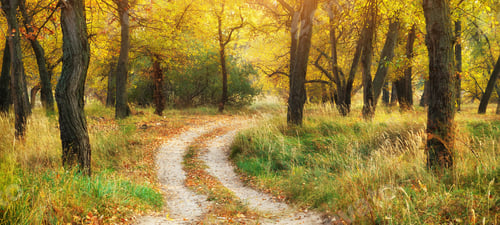 Preview: Autumn landscape