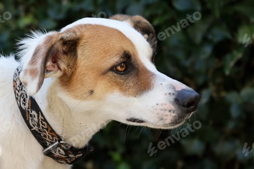 Preview: Jack Russel dog close up shot
