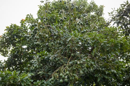 Preview: Avocado Plants Tree fruits vegetation farming kenya east africa