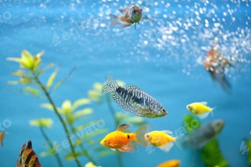 Preview: Colorful exotic fish swimming in deep blue water aquarium with green tropical plants