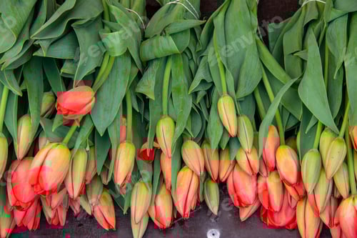Preview: Freshly Cut Tulips with Lush Green Leaves