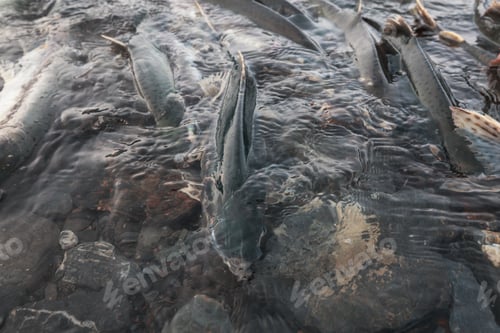 Preview: Salmon spawning
