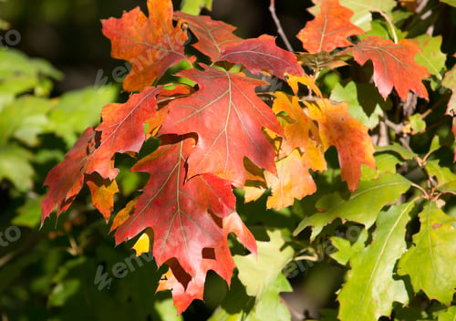 Preview: Autumn forest. Colored leaves close-up. Oak leaves
