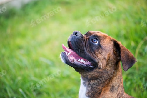 Preview: dog