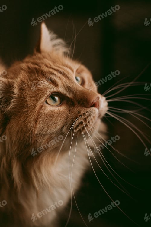 Preview: Close Up of an Orange Cat