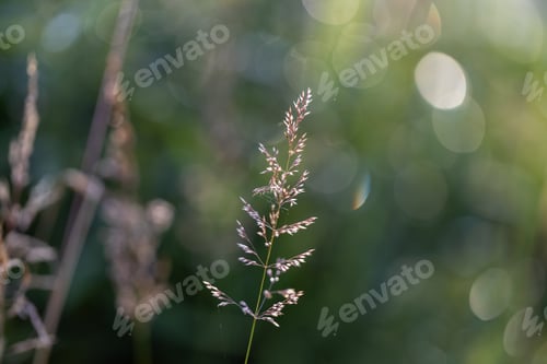Preview: Abstract summer background with fresh green grass hedgehog cereals, Dactylis glomerata