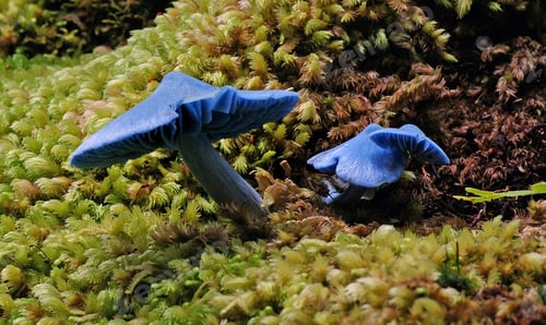 Preview: Closeup shot of blue Entoloma hochstetteri mushrooms