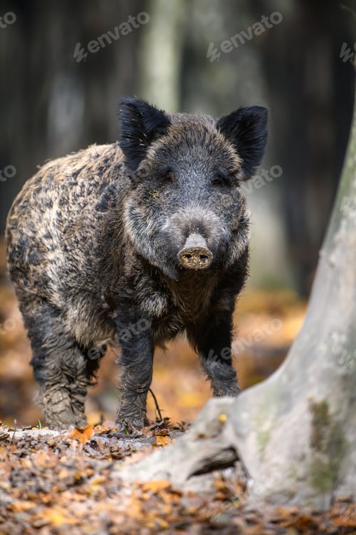 Preview: Portrait male Wild-boar in autumn forest