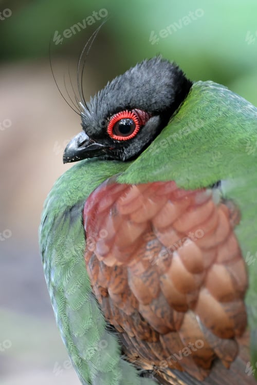 Preview: The crested partridge (Rollulus rouloul) also known as the crested wood partridge