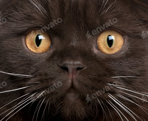Preview: Close-up of Scottish Fold kitten, 8 months old