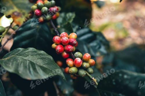 Preview: coffee and arabica coffee plantation harvest day