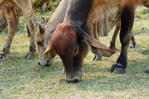 Preview: Cow in the green grass