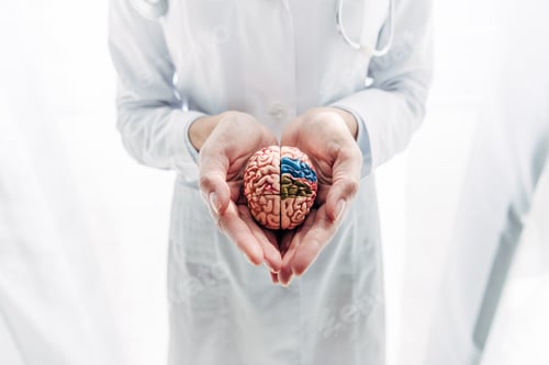 Preview: cropped view of doctor in white coat holding model of brain in clinic