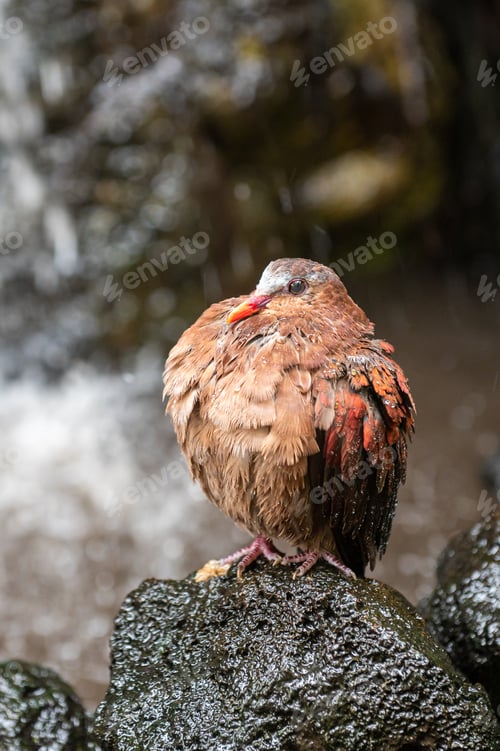 Preview: Wet Bird Perched on Rock by Waterfall
