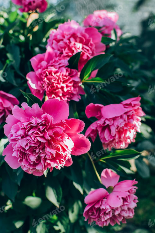 Preview: Beautiful blooming pink peony flowers growing outdoor in the garden.