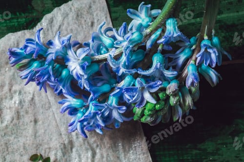 Preview: Composition of hyacinths and daffodils in vintage style for valentine's day - spring flowers