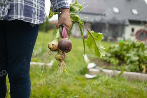 Preview: Female seinor farmer harvesting onions and beetroots in the backyard garden. Selective focus. Farmer