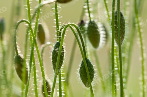Preview: Poppy Flower Buds