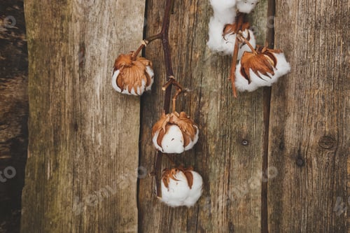 Preview: Cotton flower
