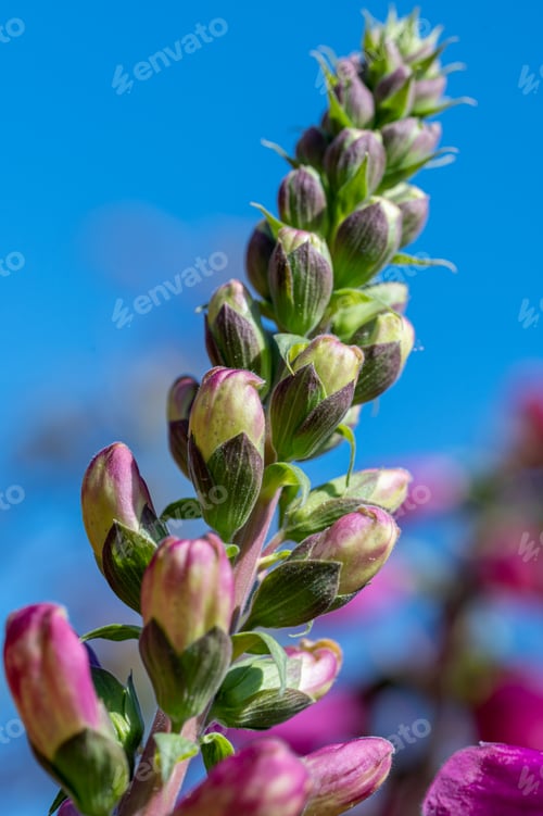 Preview: macro of flower in the na