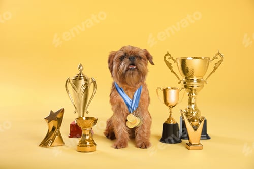Preview: Cute Brussels Griffon dog with champion trophies and medals on yellow background