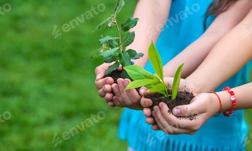 Preview: The child holds the plant and soil in his hands. Selective focus.