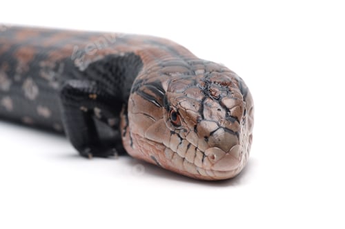 Preview: Blue tongued skink isolated om white background