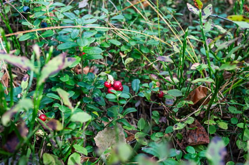 Preview: Wild lingonberries and cranberries growing in the forest close-up