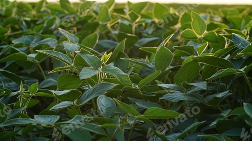 Preview: Soybean plantations at sunset. agricultural landscape. Flowering soybean plant. soybeans