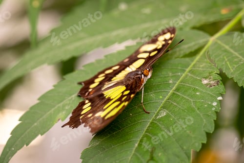 Preview: Unique butterfly Neptis hylas living in the rainforest.