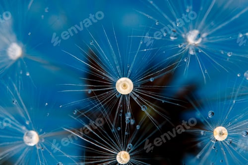 Preview: Dandelion seeds with dew drops are a perfect decoration for a stylish interior