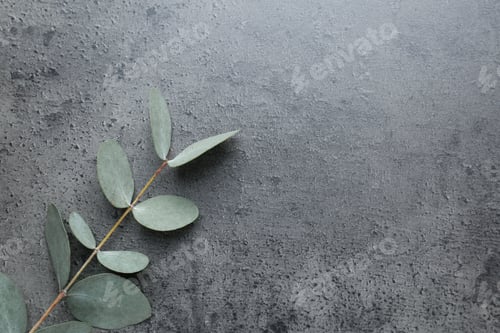 Preview: Beautiful eucalyptus branch on grey background, top view. Space for text