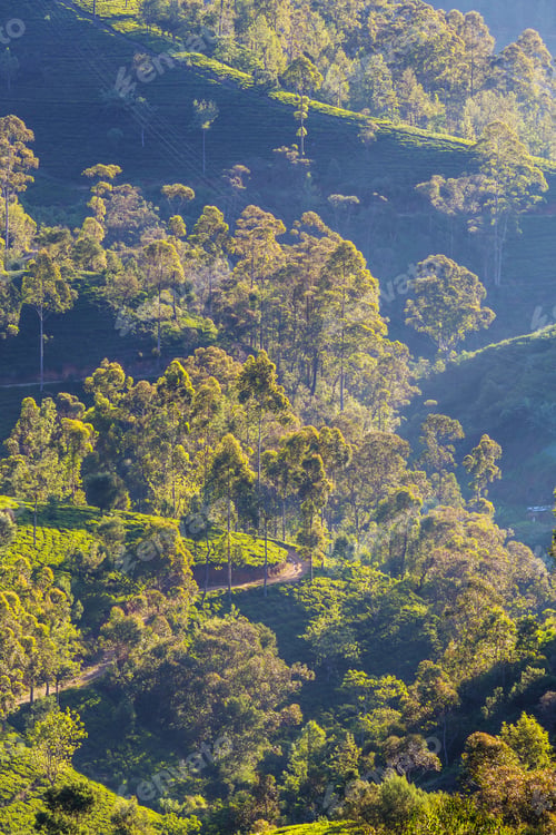 Preview: Tea plantation