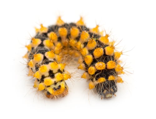 Preview: Caterpillar of Giant Peacock Moth, 15 days old, Saturnia pyri, against white background