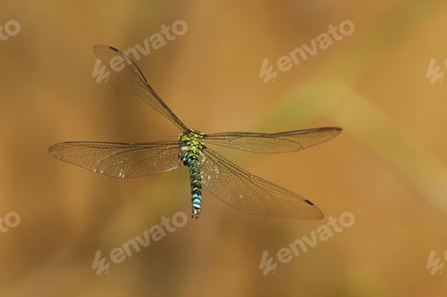 Preview: Close-up of a Southern Hawker (Aeshna Cyanea) with transparent wings and a colorful body