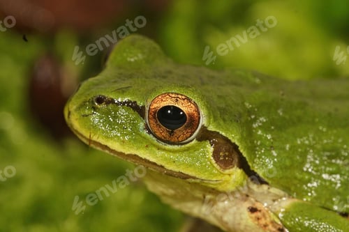 Preview: Closeup shot of a green Pseudacris regilla, Pacific treefrog in Oregon, Westcoast US
