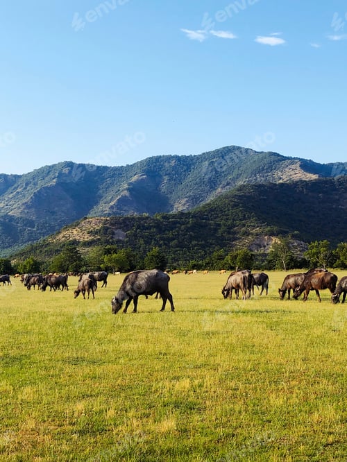 Preview: buffaloes graze in a meadow against the backdrop of mountains on a sunny day in summer