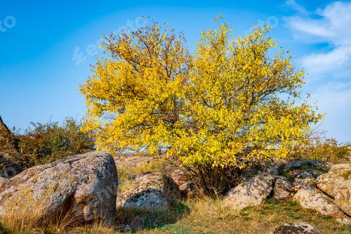 Preview: Beautiful yellowed vegetation and stones covered with lichen and moss hills in picturesque Ukraine