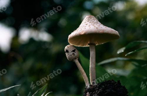 Preview: Close up view of the blossoming mushroom and bud