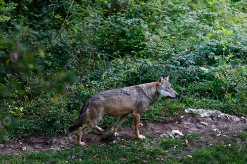 Preview: Wolf, Canis lupus italicus