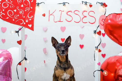 Preview: Pet portrait on a kissing booth. Studio portrait of dog with balloons and hearts.