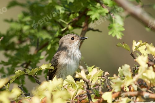 Preview: Spotted flycatcher (Muscicapa striata)