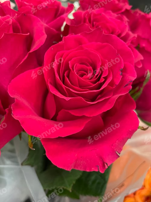 Preview: Red roses