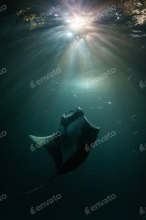 Preview: a manta ray, swimming in a sea, just before sundown