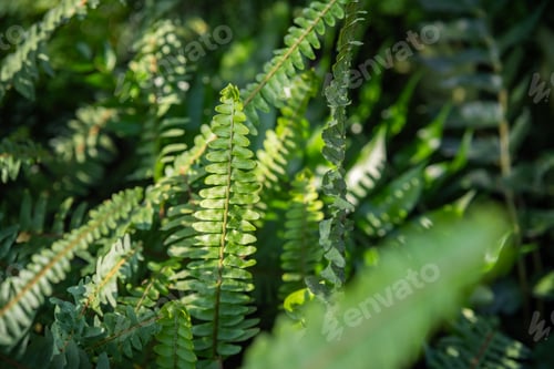 Preview: Close-up of Green Fern Leaves